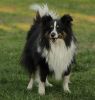 Choco Benji von der Sheltiebande ( Benji ) 22.04.11 -4
